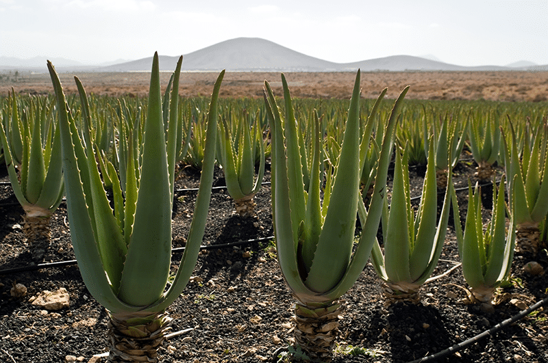 Aloe-Vera-Plantagen