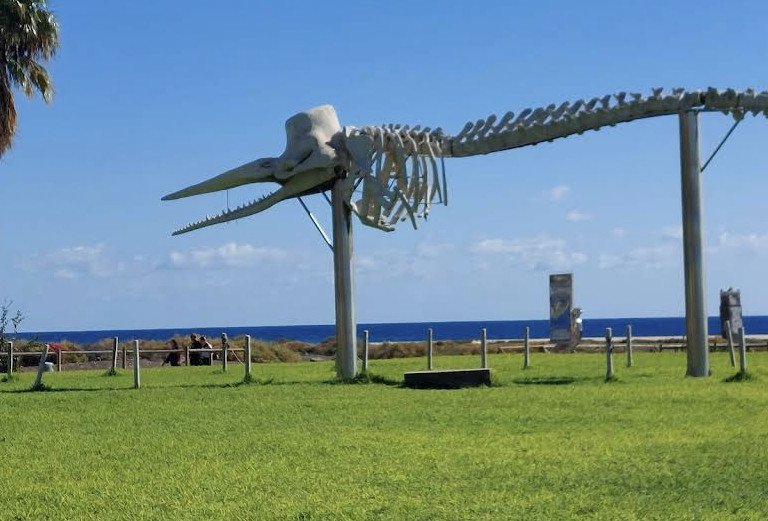 Das Pottwal-Skelett an der Promenade