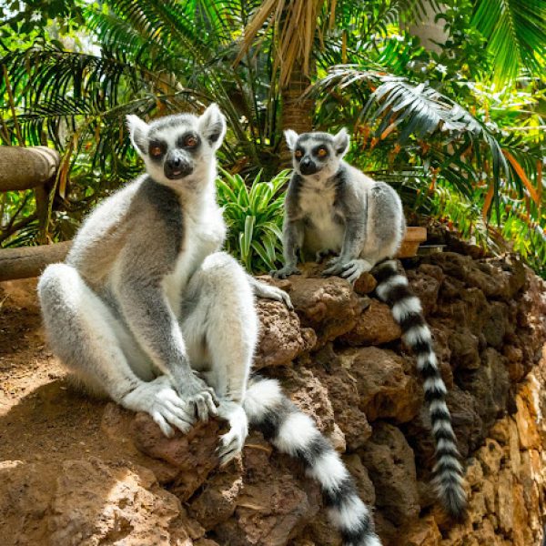 Oasis Park Fuerteventura 2